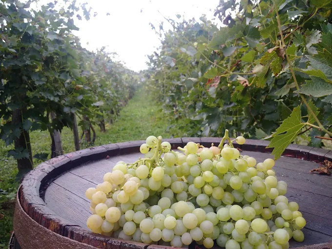 Friss szüretelt szőlő hordó tetején